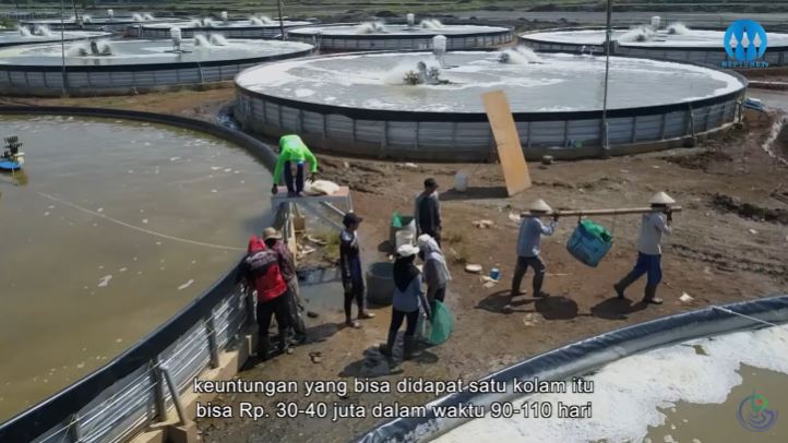 Proses panen hasil budidaya udang dengan program MSF