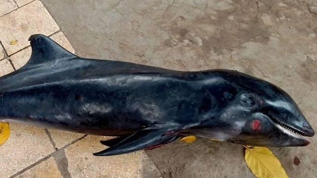 Paus kepala melon yang terdampar | Dok. Istimewa via Kumparan.com