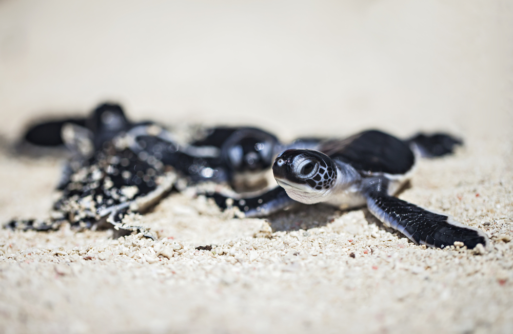 Penyu di Pulau Sangalaki | @Sony Herdiana Shutterstock