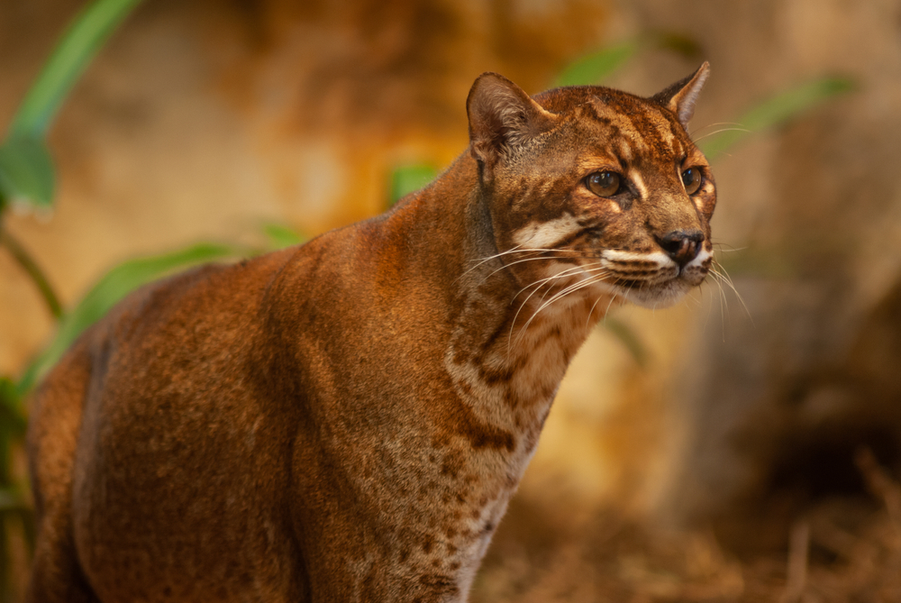 Kucing emas | @Signature Message Shutterstock