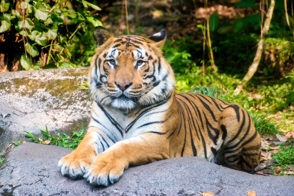 Harimau Sumatra | @Daniel_Ferryanto Shutterstock