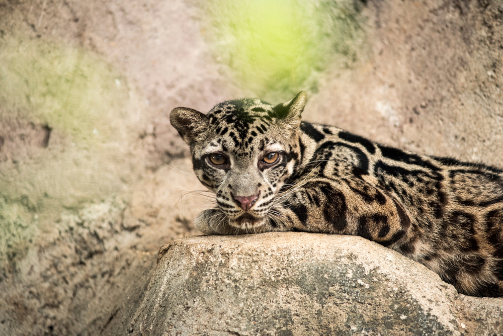Macan dahan @studio382.net Shutterstock