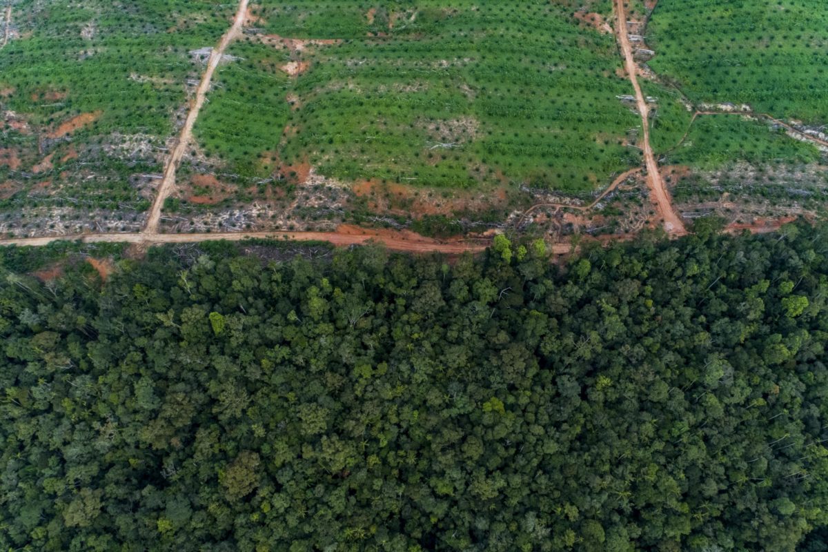 Sawit dan hutan hujan di sekitar kawasan Proyek Tanah Merah, 2017
