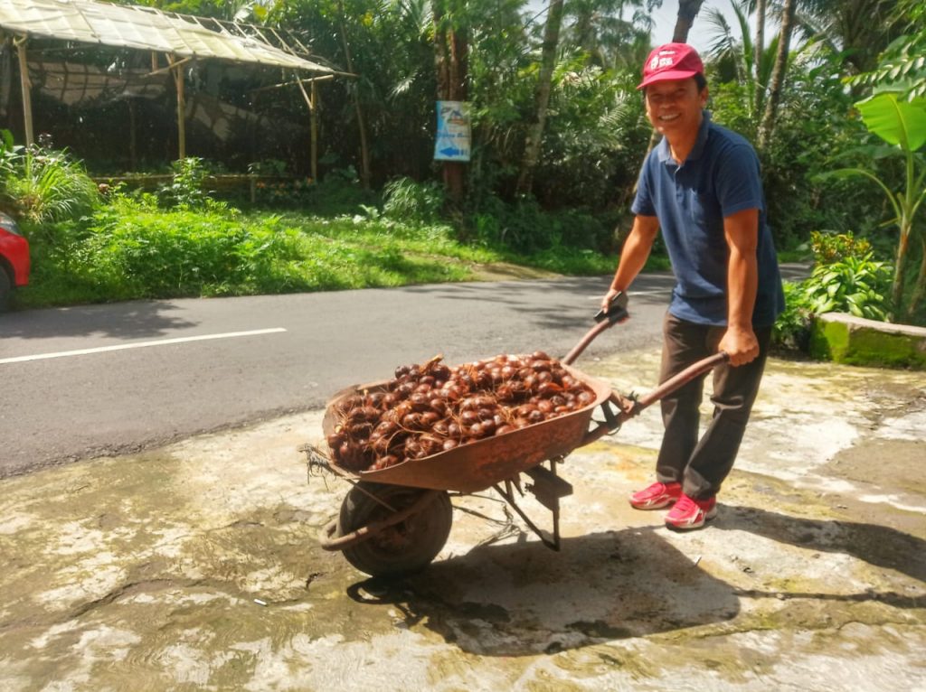 Petani salak Srumbung