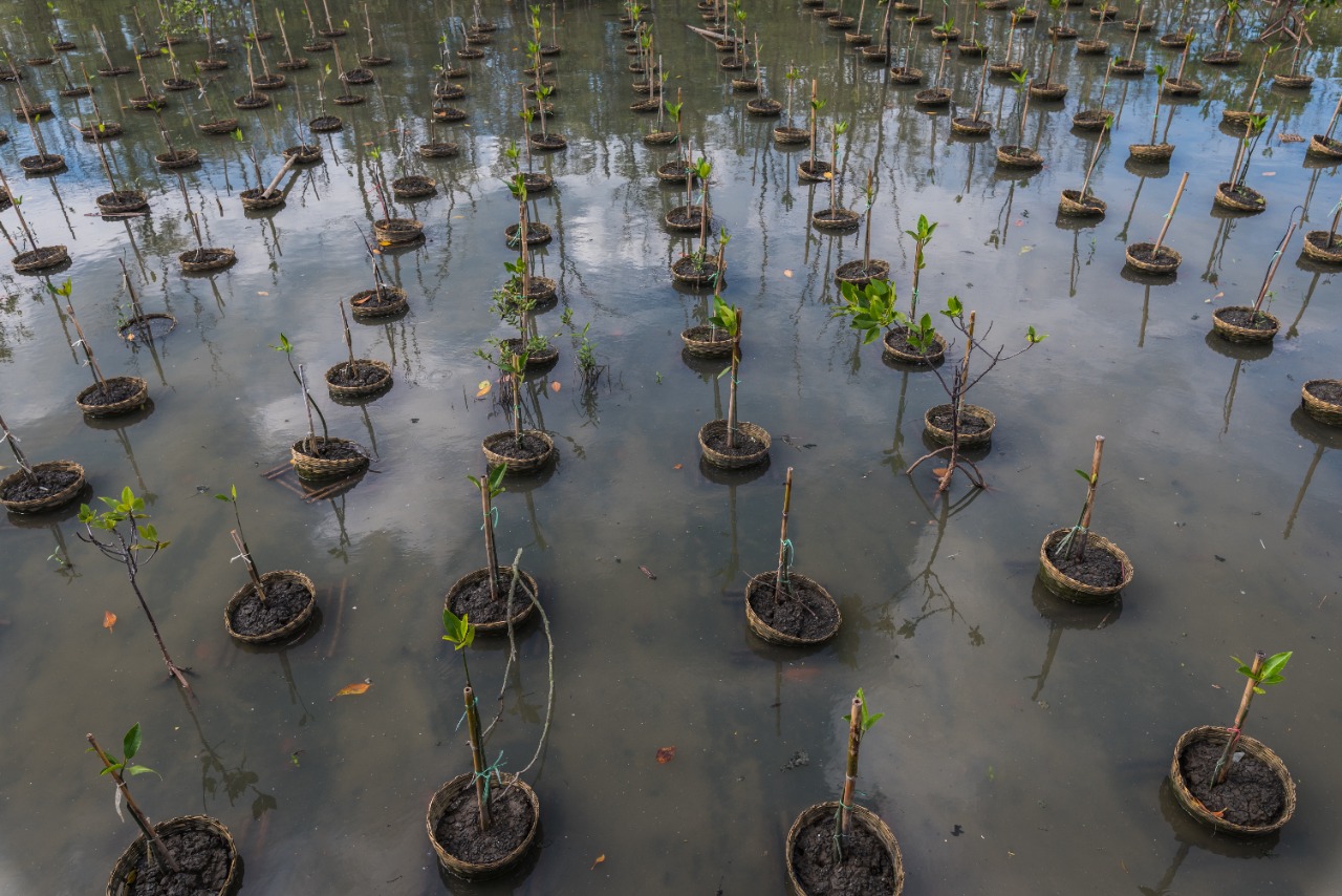 Penanaman bakau di pesisir laut. | Foto : ShutterStock/Apichart Patana-anek