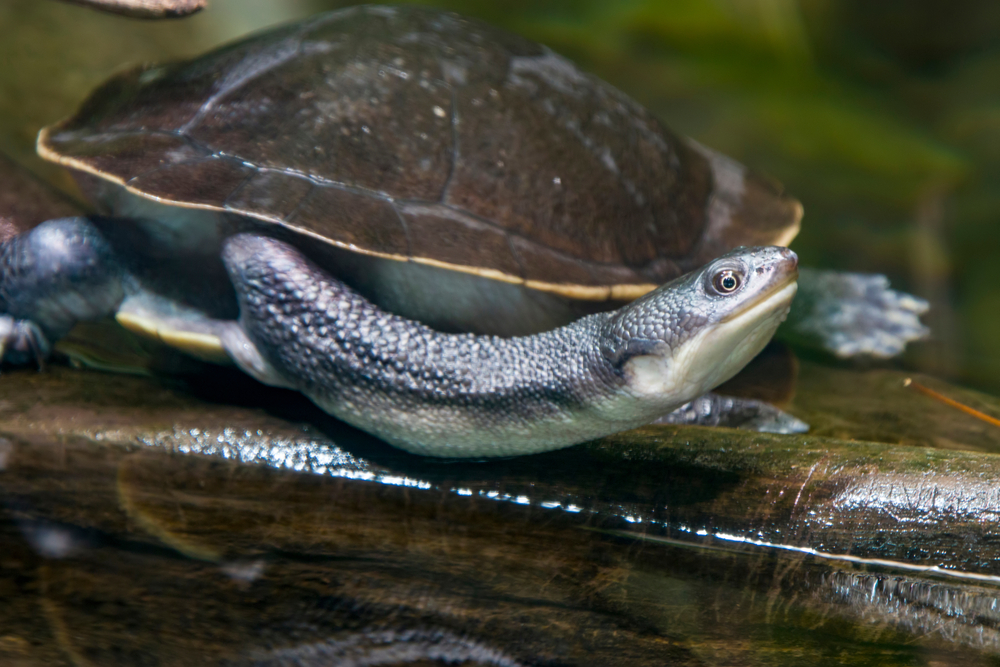 kura-kura Leher Ular | @Danny Ye Shutterstock