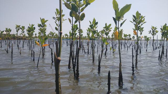 Penanaman mangrove | Foto: liputan6