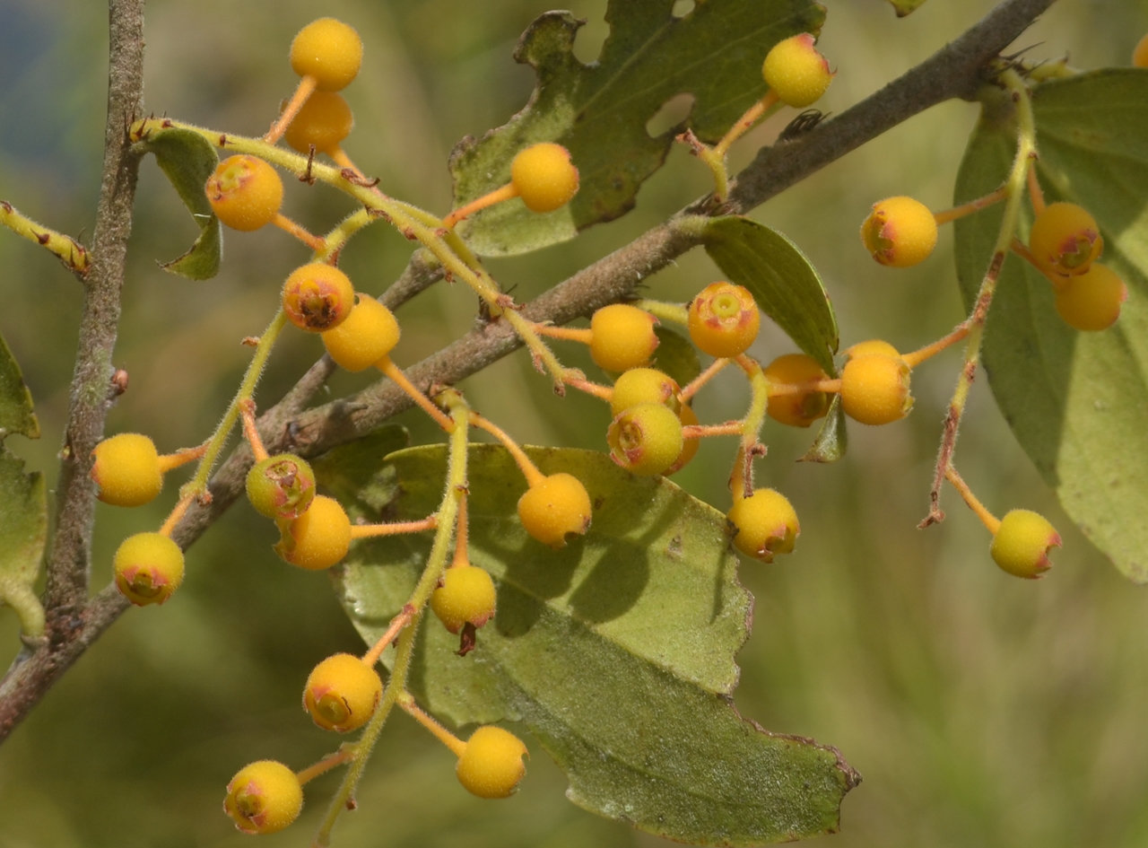 Buah Rigiolepis argentii © Wendy A. Mustaqim