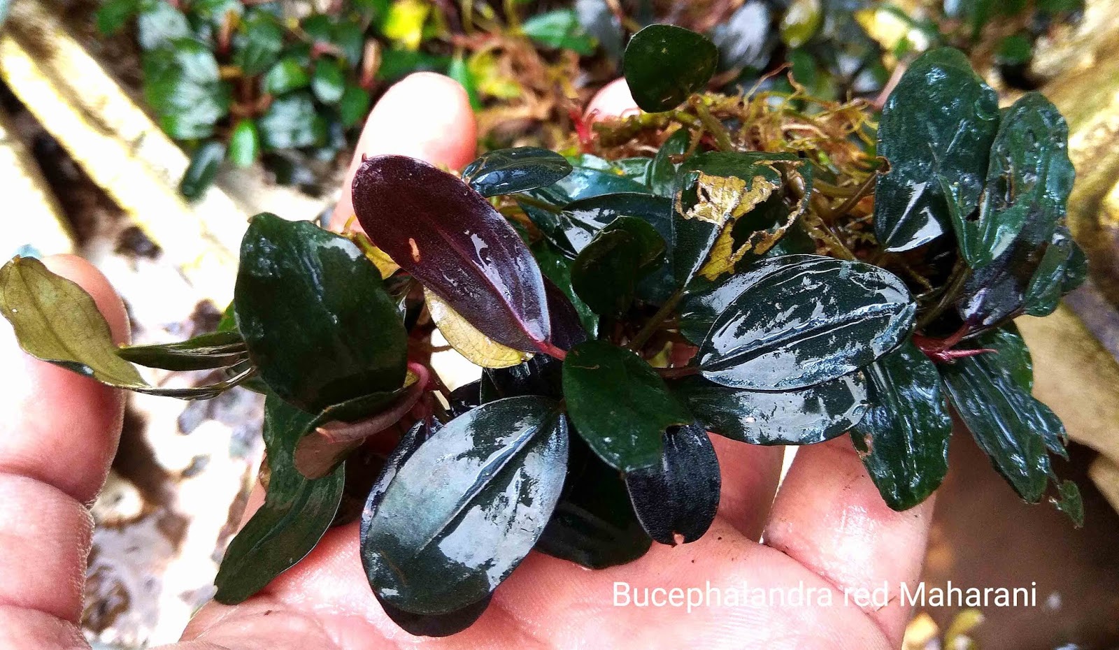 Bucephalandra red maharani