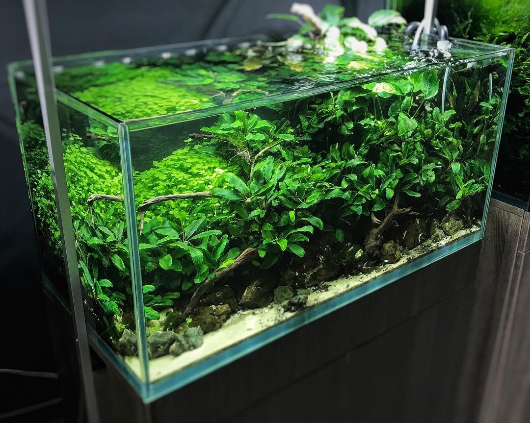 Bucephalandra dalam akuaskap