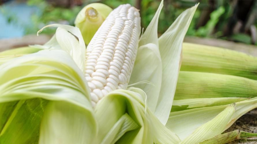 Jagung pulut | Foto: sehatq