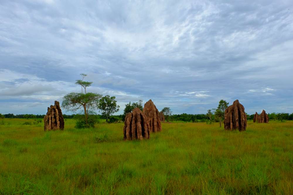 Musamus di Merauke