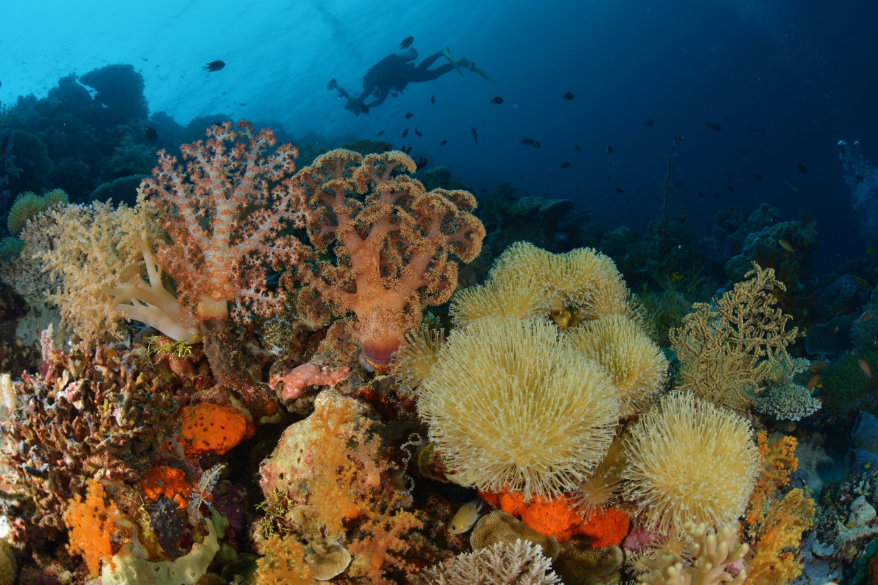 Terumbu karang Wakatobi | Foto: Get Lost