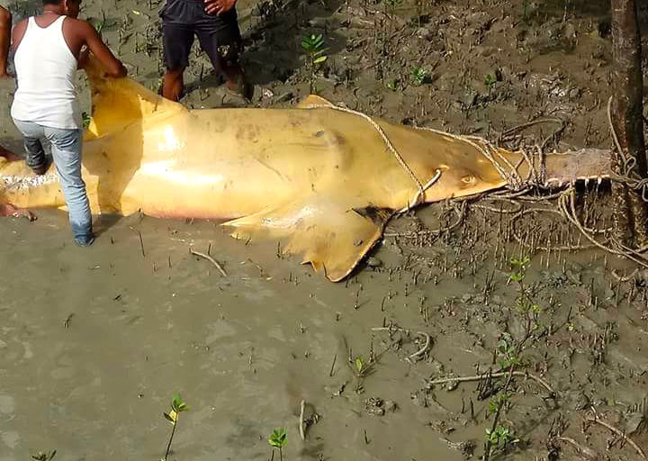 Pari gergaji yang tertangkap di Riau pada tahun 2018