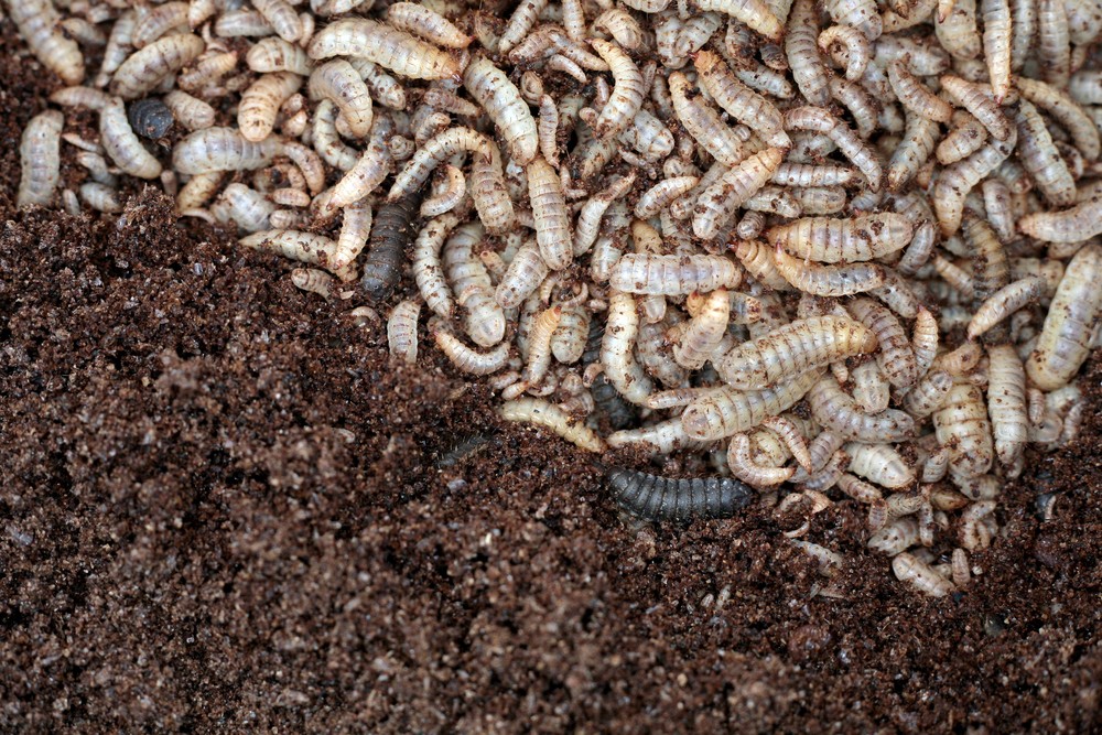 Larva lalat tentara hitam | @Max D Solomko Shutterstock