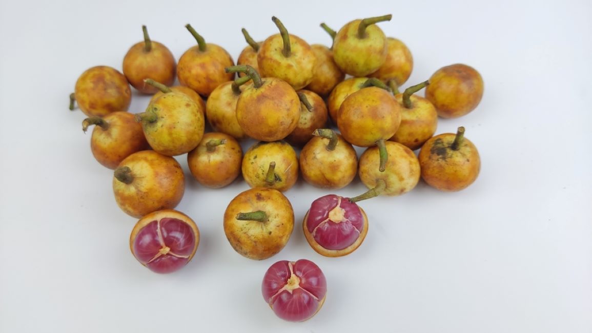 Buah menteng | @RofiaAdawiyah Shutterstock
