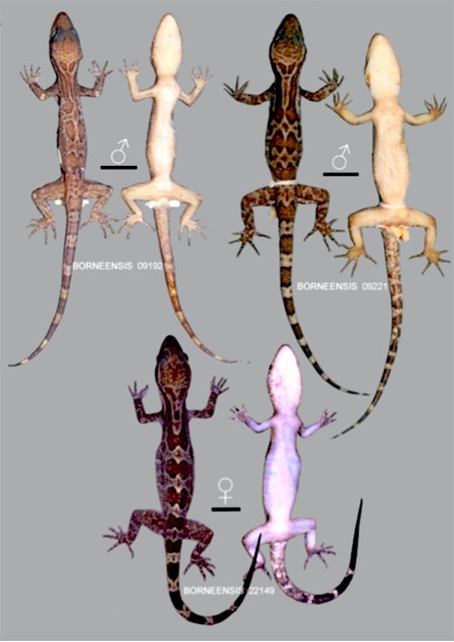 Cyrtodactylus hamidyi yang dikoleksi dari Tawau, Sabah, Malaysia. Foto: Dok. Awal Riyanto dan kolega/Jurnal Zootaxa 25 Agustus 2021