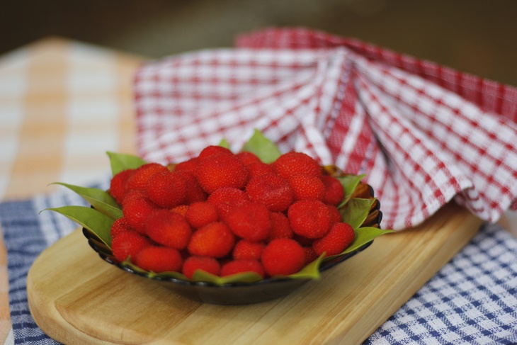 Kerben, Berry Asli Indonesia | Dok. KKI WARSI