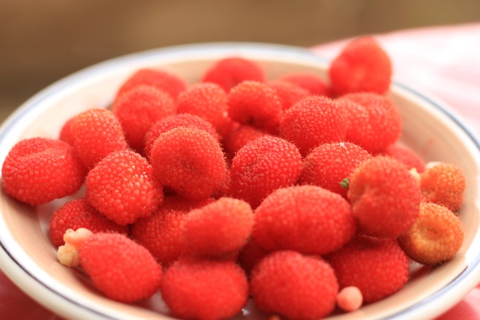 Kerben, Berry Asli Indonesia | Dok. KKI WARSI
