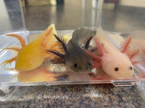 Axolotl yang dibudidayakan oleh kelompok mahasiswa di Universitas Brwijaya