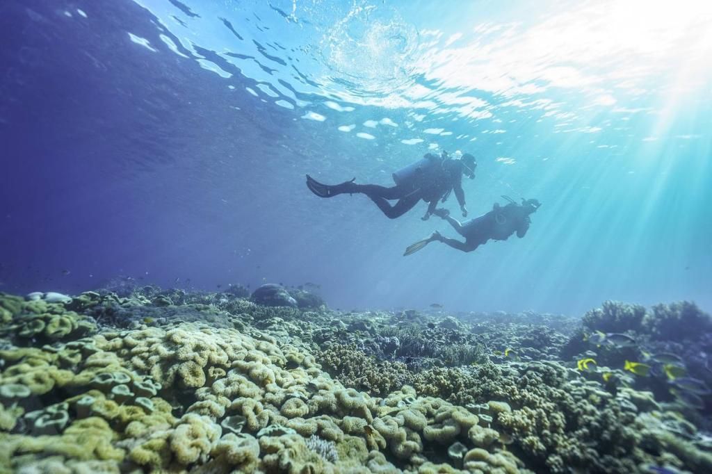 Pesona bawah laut Sauwandarek | Dokumentasi Kemenparekraf