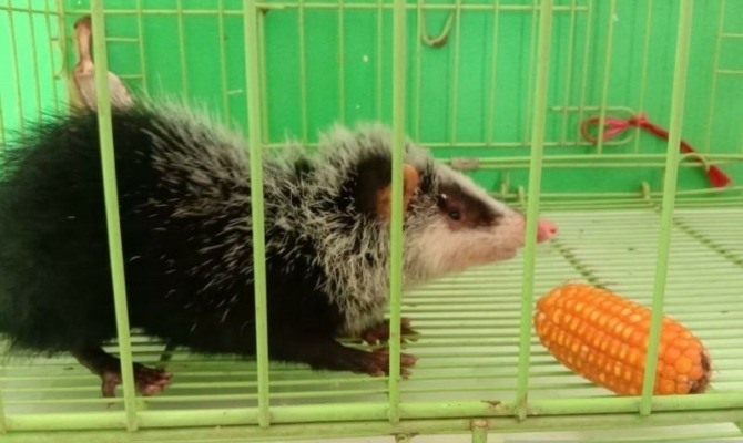 Tikus bulan yang ditemukan di Sumatra Barat
