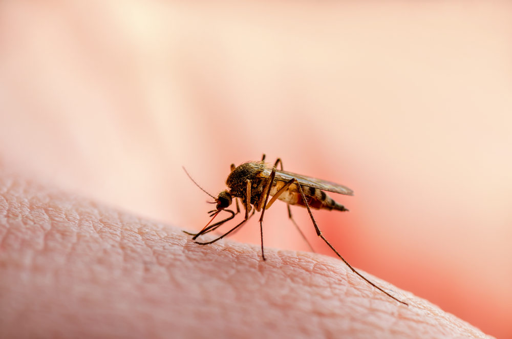 Ilustrasi nyamuk malaria