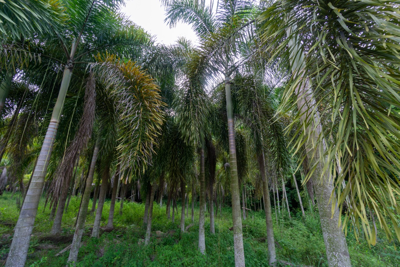 Gambaran pohon pinang | Foto: ShutterStock/ Wirestock Creators