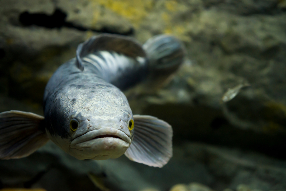 Ikan toman | @bigjom jom Shutterstock