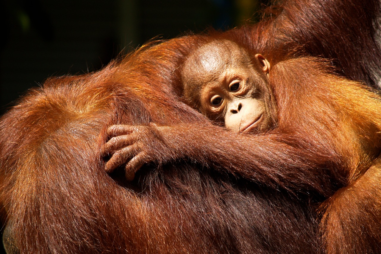 Perawatan terhadap orang utan yang terluka | Foto : ShutterStock/michel arnault