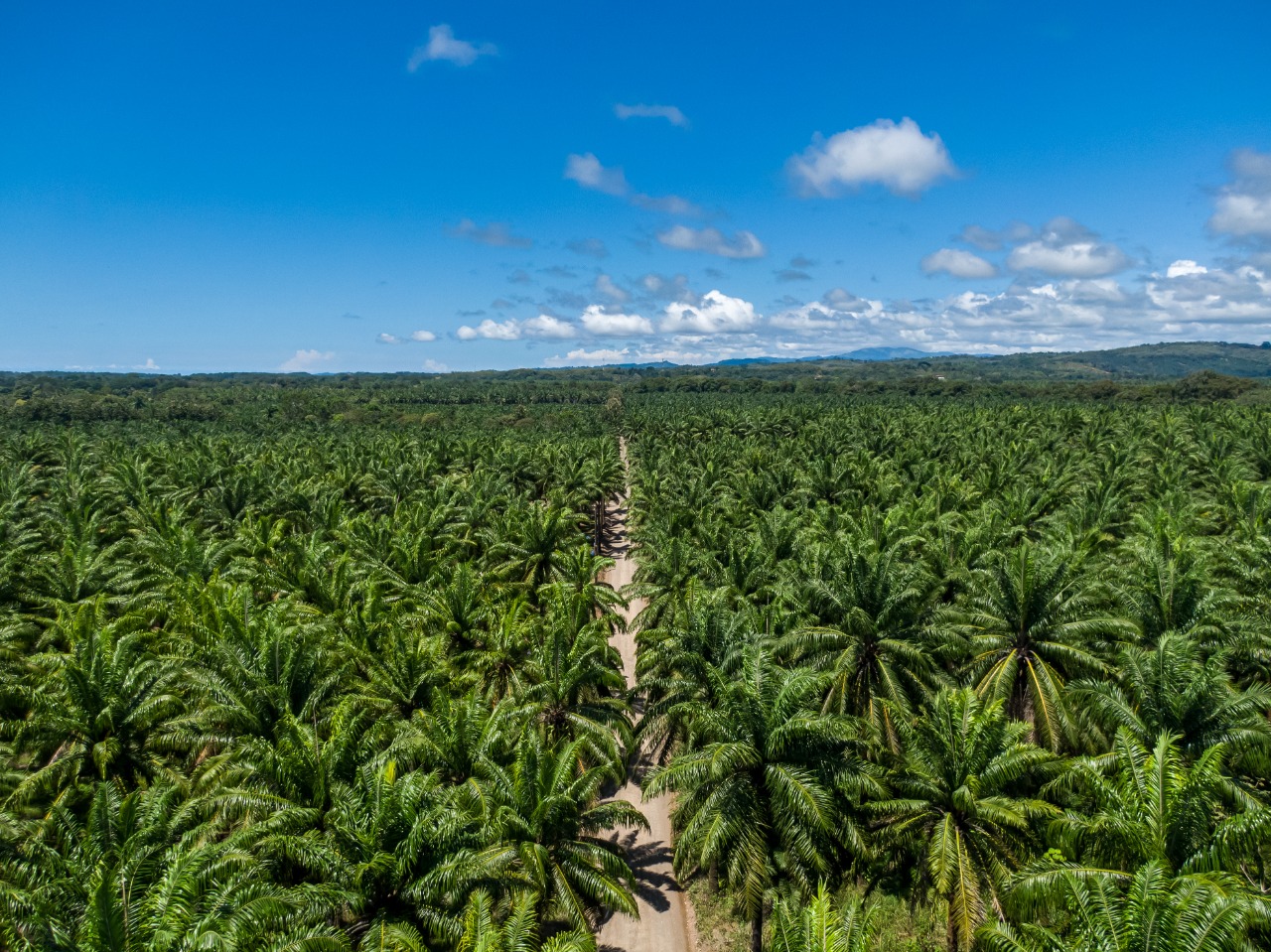 Alih fungsi lahan menjadi perkebunan kelapa sawit | Foto : ShutterStock/Mix Tape