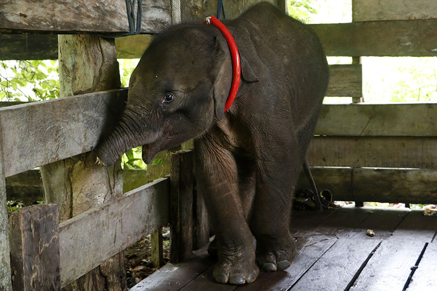Anak gajah yang yang belalainya terjerat jebakan