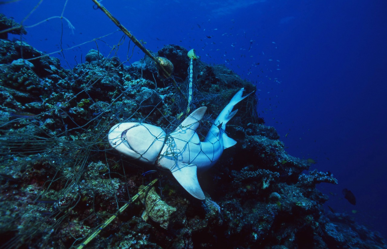 Perburuan hiu-pari secara masif | Foto : ShutterStock/VisionDive
