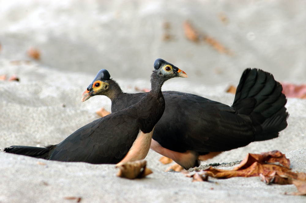 Burung maleo © Riza Marlon Shutterstock