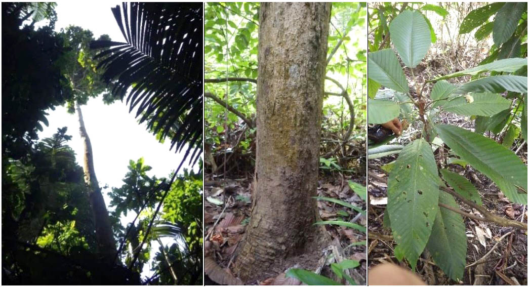 Dipterocarpus littoralis. Foto: Arief Hamidi/FPLI