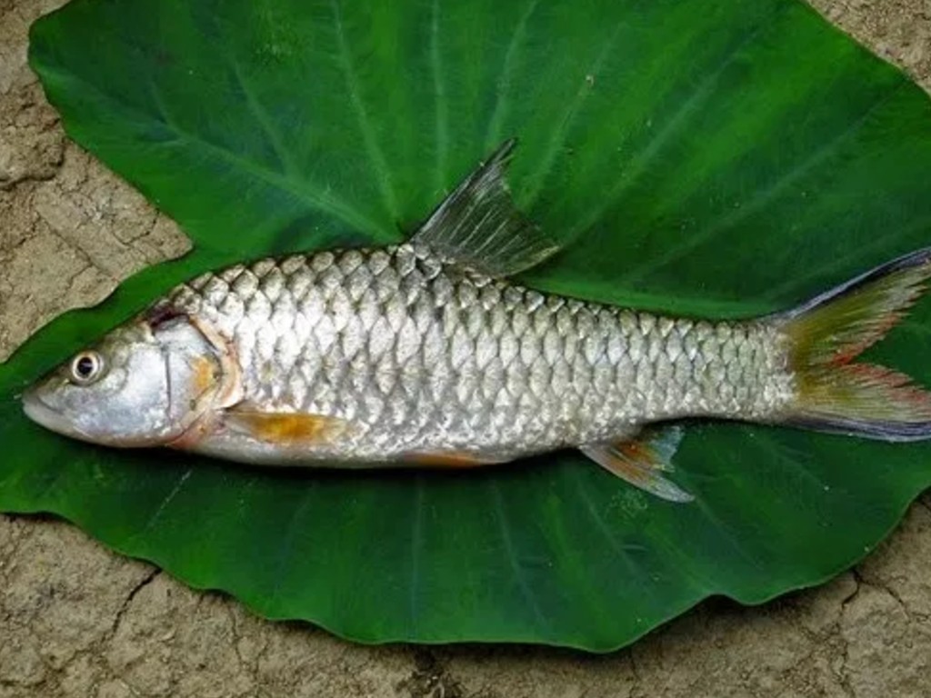 Ikan batak