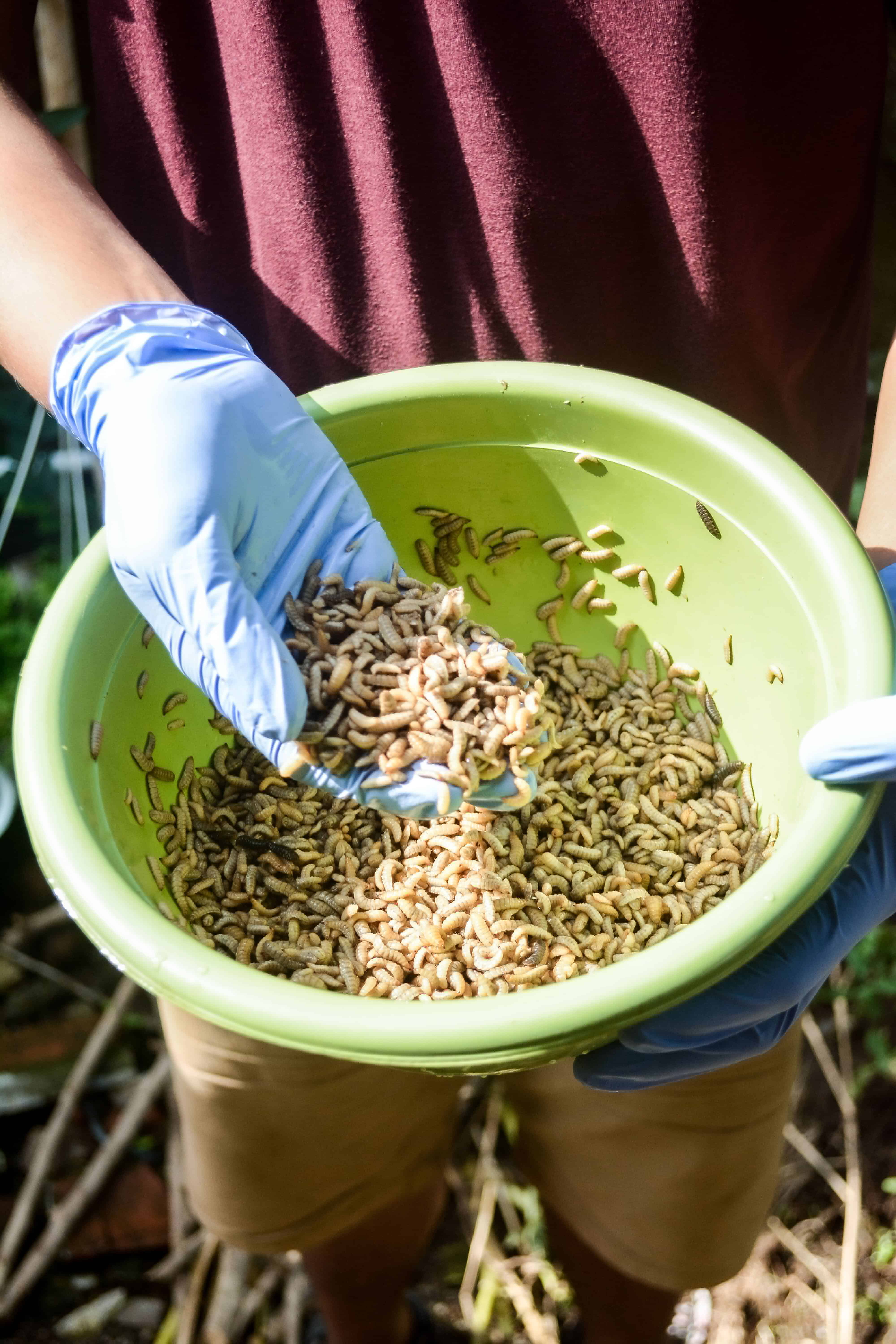 Maggot hasil produksi Rantai Pakan | Dokumen: Rantai Pakan
