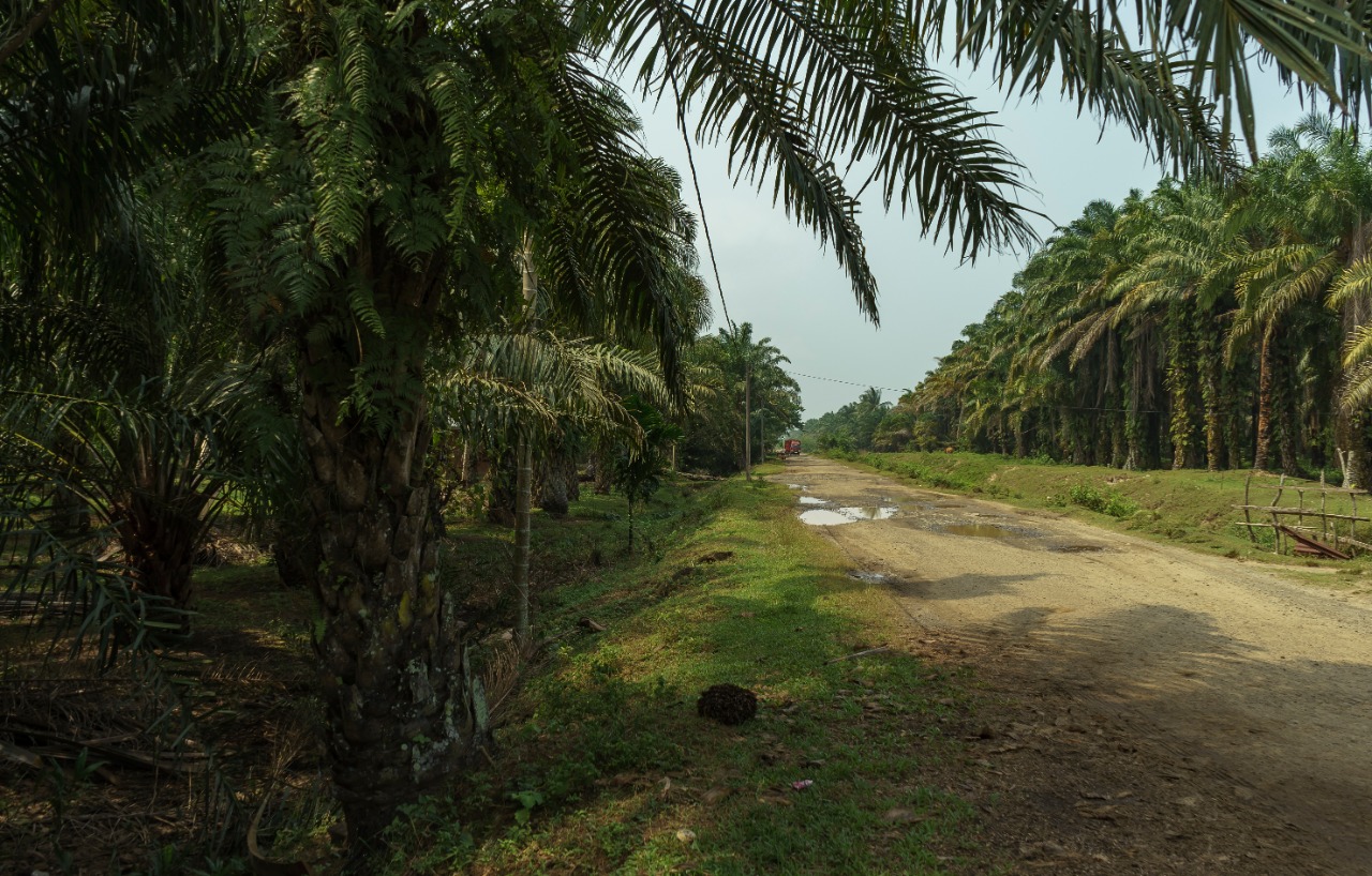 Gambaran perkebunan kelapa sawit di Indonesia | Foto : ShutterStock/ Edgaras Sarkus