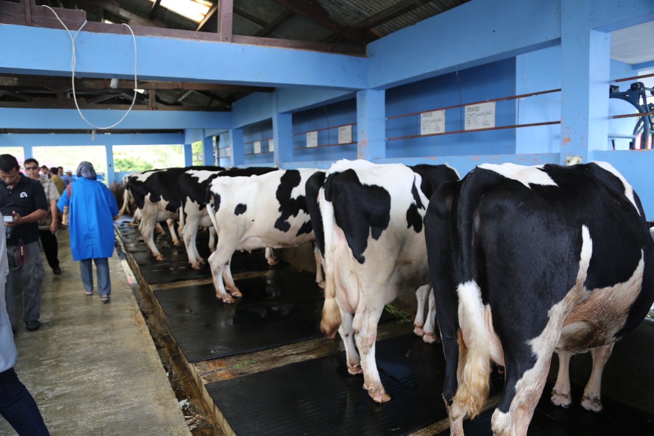 Ilustrasi peternak sapi perah di Indonesia Ilustrasi peternak sapi perah di Indonesia