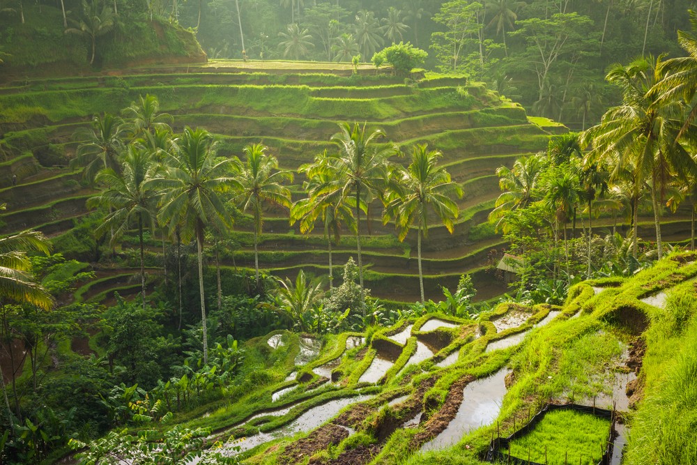Ubud | @Elena Ermakova Shutterstock