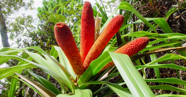 Pohon buah merah