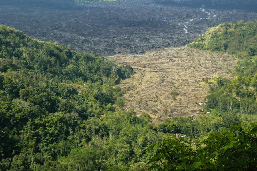 deforestasi hutan