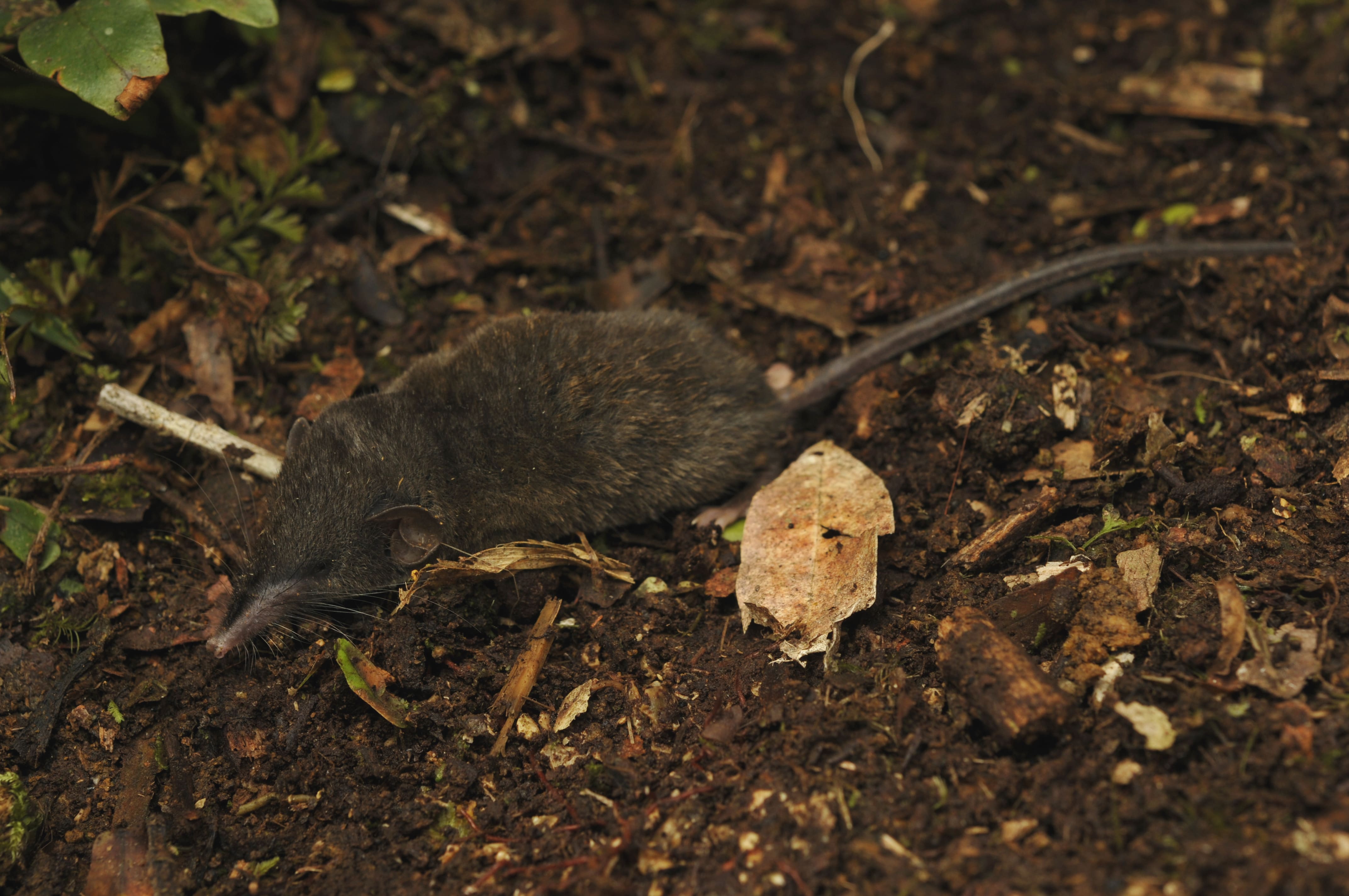 Crocidura rhoditis