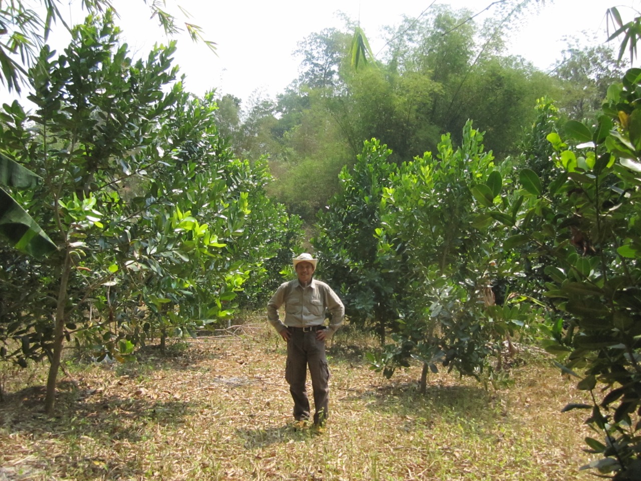 pohon nyamplung