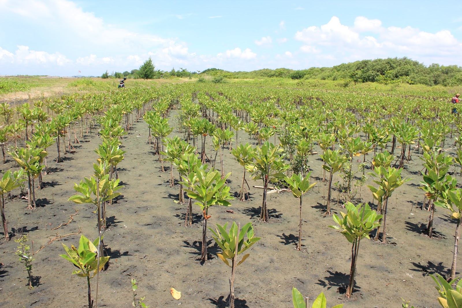 Pohon yang tertanam oleh LindungiHutan