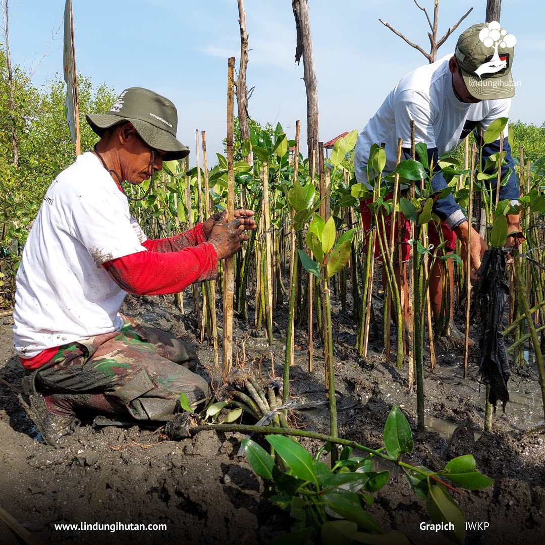 Petani pohon mangrove