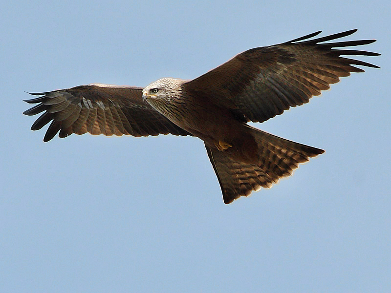 Layang-layang merah (Milvus milvus) | Wikimedia Commons