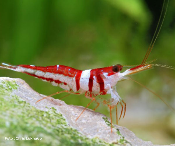Udang harlequin endemik Sulawesi