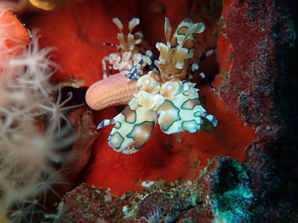 Udang harlequin