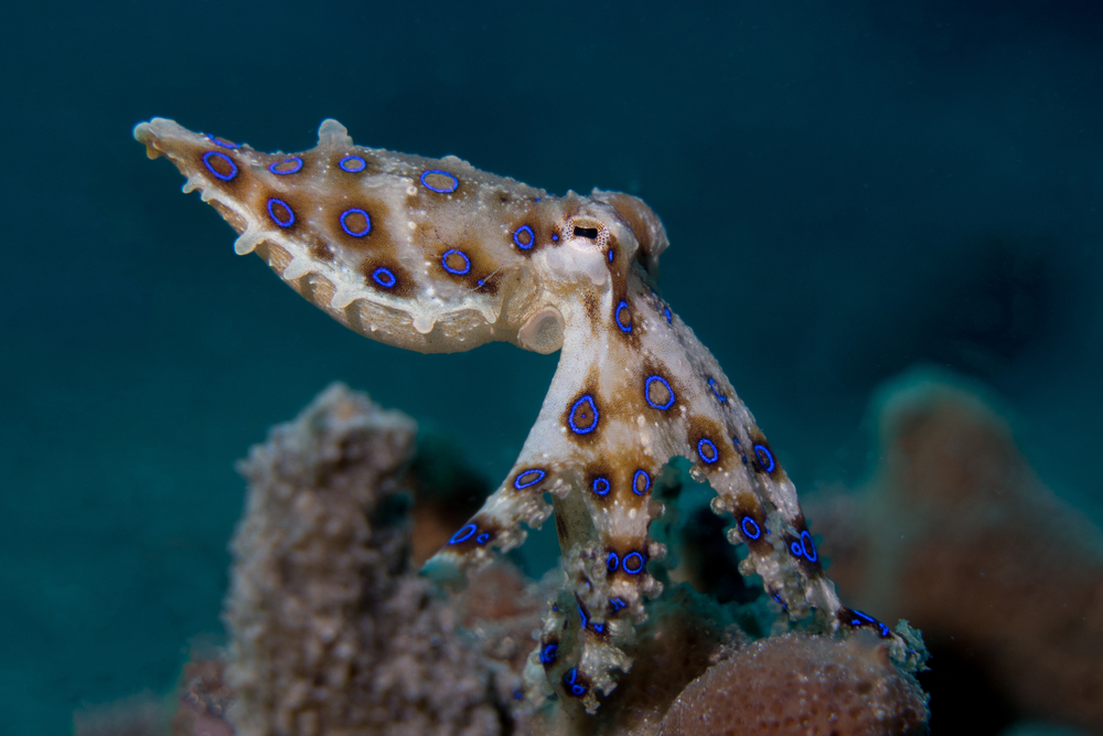 Gurita cincin biru di koral perairan Lembeh, Sulawesi Utara